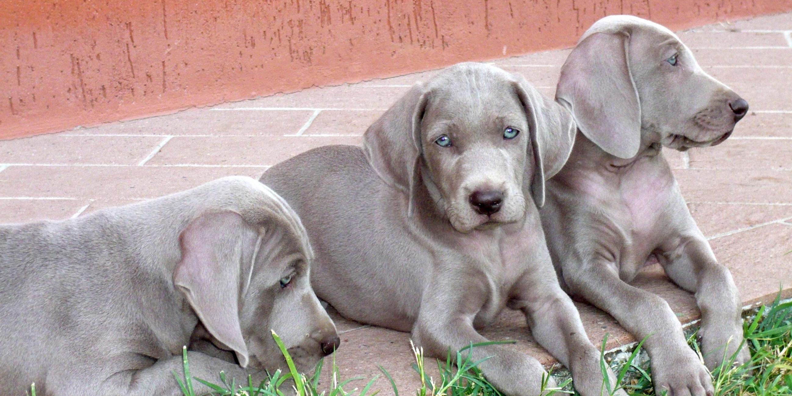 Royal weim cheap